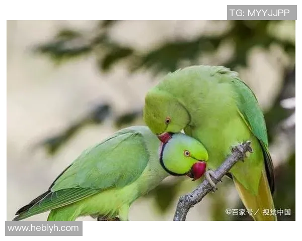 鹦鹉足球明星的名字盘点与介绍让我们一起了解这些绿羽球场英雄